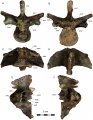 Dahalokely tokana, vertèbre dorsale (D?9) en vues antérieure (A), postérieure (B), ventrale (C), dorsale (D), latérale gauche (E) et latérale droite (F). D’après Farke et Sertich, 2013.