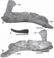 Velafrons coahuilensis, dentaire droit en vues latérale (A) et médiale (B) ; ceratobranchial en vue latérale (C). D’après Gates et al., 2007.