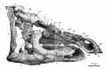 Telmatosaurus transsylvanicus, BMNH R.3386 (lectotype), crâne presque complet en vue latérale droite. D’après Nopsca, 1900.