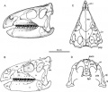 Zalmoxes robustus, reconstruction du crâne en vues latérale gauche (A et B), dorsale (C) et occipitale (D). D’après Weishampel et al., 2003.