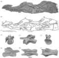 Qiaowanlong kangxii, (a et b) photos et dessins des vertèbres cervicales C4 à C7 en vue latérale gauche ; (c) portion distale d’une côte cervicale ; vertèbre cervicale C9 en vue antérieure (d), latérale gauche (e), postérieure (f), latérale droite (g), dorsale (h) et ventrale (i). D'après You et Li, 2009.