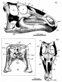 Telmatosaurus transsylvanicus, reconstruction du crâne par Weishampel et al. (1993, modifié). A1 vue latérale droite ; A2 vue dorsale ; B vue postérieure. Les parties manquantes sont représentées en noir.