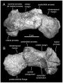 Magnapaulia laticaudus (Holotype) jugal gauche en vues latérale (A) et médiale (B). D’après Prieto-Márquez et al., 2012.