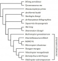 Position phylogénique de Sinornithosaurus millenii d'après Turner et al. 2012.