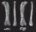 Jainosaurus cf. septentrionalis, fémur gauche (NHMUK R5903) en vues antérieure (A), médiale (B), postérieure (C), latérale (D), proximale (E) et distale (F). D’après Wilson et al., 2011.