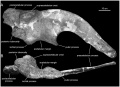 Magnapaulia laticaudus LACM 20874 ilion droit en vues latérale (A) et ventrale (B). D’après Prieto-Márquez et al., 2012.