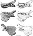 Gryphoceratops morrisoni, ROM 56635 (holotype) dentaire droit partiel en vues dorsales (A, B), médiale (C, D) et latérale (E, F). D’après Ryan et al., 2012.