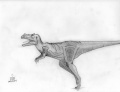 Ceratosaurus