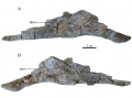 Angulaire gauche en vues latérale (A) et médiale (B). Ce spécimen provient de Quarante et appartient probablement au R. septimanicus. D’après Chanthasit, 2010.