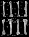 Magnapaulia laticaudus LACM 17715 (Holotype) fémur droit en vues antérieure (A), médiale (B), postérieure (C) et latérale (D) ; LACM 20876 tibia gauche en vues antérieure (E), latérale (F), postérieure (G) et médiale (H). D’après Prieto-Márquez et al., 2012.