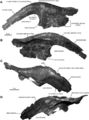 Gryposaurus latidens, AMNH FARB 5465 (Holotype), nasal gauche en vues latérale (A) et médiale (B). Nasal droit en vues latérale (C) et médiale (D). D’après Prieto-Márquez, 2012.