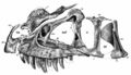 Ceratosaurus magnicornis © Madsen & Welles, 2000