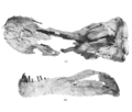 Nemegtosaurus mongoliensis, crâne en vue dorsale et mâchoire inférieure gauche en vue latérale après préparation. D’après Nowinski A., 1971.