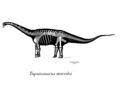 Reconstruction du squelette de Tapuiasaurus macedoi. En blanc les éléments connus, en gris les éléments manquant. © Leandro Sanchez