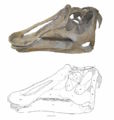 Prosaurolophus maximus, USNM 12712, crâne (de 1,03 m de long ) en vue latérale gauche. En gris les zones reconstituées avec du plâtre. D’après McGarrity, C.T., 2011.