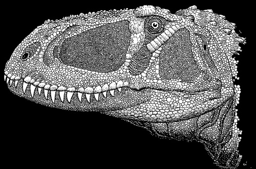 Abelisaurus — Paleowiki