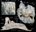 Arenysaurus ardevoli, dents dentaire en vues linguales (D) ; arrière crâne en vue dorsale (E) ; dentaire gauche en vue médiale. D’après Prieto-Márquez et al., 2013.