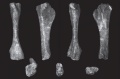 Jainosaurus cf. septentrionalis, tibia gauche (NHMUK R5903) en vues antérieure (A), médiale (B), postérieure (C), latérale (D), proximale (E), en coupe transversale (F), et distale (G). D’après Wilson et al., 2011.