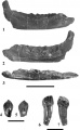 Mochlodon suessi, PIUW 2349/2 (lectotype), dentaire droit en vues latérale (1), médiale (2) et dorsale (3). Dents dentaire (4 et 5) et dents maxillaire (6 et 7). D’après Sachs et Hornung, 2006.