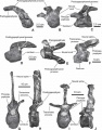 Pararhabdodon isonensis, vertèbre cervicale moyenne ou caudale en vues latérale droite (A) et antérieure (B) ; vertèbre cervicale antérieure en vue latérale gauche (C) ; vertèbre cervicale moyenne en vues latérale gauche (D) et dorsale (E) ; vertèbre dorsale antérieure en vue latérale gauche (F) ; vertèbres dorsales médio-caudale en vues antérieure (G et I) et latérale gauche (H et J). D’après Prieto-Márquez et al., 2006.