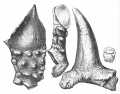 Struthiosaurus austriacus, plaques dermiques et piquant dorsal. D’après Seeley, 1881.