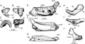 Zalmoxes robustus, prédentaire en vues latérale (A), antérieure (B), dorsale (C) et postérieure (D) ; dentaire droit en vues médiale (E), latérale (F) et dorsale (G) ; surangulaire droit en vues latérale (H) et dorsale (I) ; surangulaire gauche en vue latérale (J). D’après Weishampel et al., 2003.