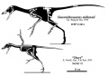 Schéma représentant les éléments connus de Sinornithosaurus millenii (type) et Sinornithosaurus sp. Illustration © J. A. Headden.