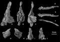 Os crâniens de Turiasaurus riodevensis (CPT-1211), fragment du maxillaire droit en vues latérale (A), postérieure (B) et antérieure (C) ; fragment du nasal gauche et droit en vue ventrale (D), dorsale (E) et latérale (F) ; fragment du prémaxillaire gauche en vues latérale (G) et médiale (H) ; éléments du palais en vues antérieure (I) et postérieures (J). D’après Royo-Torres et Upchurch, 2012.