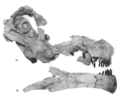 Nemegtosaurus mongoliensis, crâne et mandibule en vue latérale droite après préparation. D’après Nowinski A., 1971.