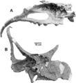 Diabloceratops eatoni, UMNH VP 16699 (holotype) crâne en vue postérieure (A) et latérale (médiale) droite (B). D’après Kirkland et Deblieux, 2010.