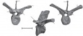 Zalmoxes shqiperorum, vertèbre dorsale en vue antérieure (à gauche), latérale gauche (au centre) et postérieure (à droite). Barre d’échelle = 4 cm. D’après Godefroit et al., 2009.