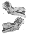 Nemegtosaurus mongoliensis, crâne en vue latérale droite et gauche avant la préparation. D’après Nowinski A., 1971.