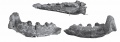 Zalmoxes shqiperorum, mandibule gauche en vue dorsale (en haut), médiale (en bas à gauche) et latérale (en bas à droite). D’après Godefroit et al., 2009.