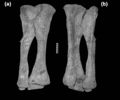 Erketu ellisoni, tibia, fibula, astragale et calcaneum du membre postérieur droit en vues antéreure (a) et postérieure (b). D'après Ksepka et Norell, 2006.