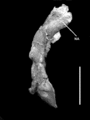 Futalognkosaurus dukei, atlas (1ère vertèbre cervicale) en vue latérale. NA = neurapophyses. D’après Calvo et al., 2007.