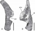 Velafrons coahuilensis, carré droit en vues latérale (A) et postérieure (B). D’après Gates et al., 2007.