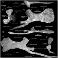 Magnapaulia laticaudus LACM 20874 pubis droit en vues dorsales (A), postérolatérale (B), latérale (C) et ventrale (D) ; pubis gauche en vues latérale (F) et postérieure (H). D’après Prieto-Márquez et al., 2012.