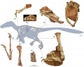 En haut, silhouette de Balaur bondoc, avec en blanc les éléments conservés. En bas à gauche, gros plan sur la main présentant une atrophie du troisième doigt. En bas à droite, gros plan sur le pied et le membre inférieur gauche montrant les doigts I et II portant chacun une griffe en forme de faux.