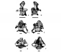 Isisaurus colberti (holotype) vertèbre cervicale antérieure (ISI R335/1) en vues antérieure (A) et postérieure (B) ; vertèbre cervicale médiane (ISI R335/2) en vues antérieure (C) et postérieure (D) ; vertèbre cervicale postérieure (ISI R335/8) en vues antérieure (E) et postérieure (F). D’après Jain et Bandyopadhyay, 1997.