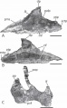 Velafrons coahuilensis, maxillaire gauche en vue latérale (A) et médiale (B) ; jugal droit en vue latérale (C). D’après Gates et al., 2007.