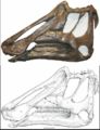 Prosaurolophus maximus, ROM 787, vue inversée du côté droit du crâne (80,6 cm). D’après McGarrity, C.T., 2011.