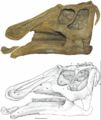 Prosaurolophus maximus, ROM 1928, crâne (de 76,3 cm) en vue latérale gauche. D’après McGarrity, C.T., 2011.