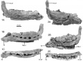 Rhabdodon, dentaires provenant de Trets (La Boucharde), le spécimen de gauche représente R. priscus, le spécimen de droite pourrait être le premier spécimen provençal de R. septimanicus. D’après Allain et al. 2003.