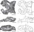 Velafrons coahuilensis, toit crânien partiel articulé en vues dorsale (A et D), latérale gauche (B et E) et postérieure (C et F). D’après Gates et al., 2007.