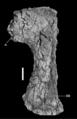 Drusilasaura deseadensis, scapula gauche en vue latérale. D’après Navarrete et al., 2011.