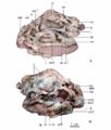 Banji long, crâne et mandibule en vues latérale gauche (A) et droite (B). D’après Xu et Han, 2010.