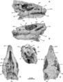 Haya griva, IGM 100/2017 (Holotype) crâne en vues latérale droite (A), latérale gauche (B), occipitale (C), ventrale (D) et dorsale (E). D’après Makovicky et al., 2011.