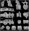 Mochlodon vorosi, vertèbre cervicale en vues antérieure (A) et latérale (B) ; vertèbre dorsale en vues latérale (C), antérieure (D), ventrale (E), et dorsale (F) ; sacrum en vues latérale gauche (G), ventrale (H), dorsale (I) et antérieure (J) ; centra de vertèbres caudale en vues antérieure (K et N), latérale (L et O) et ventrale (M et P). D’après Ősi et al., 2012.