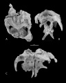 Arenysaurus ardevoli, arrière crâne en vues dorsales (A), postérieure (B) et latérale droite (C). D’après Pereda-Suberbiola et al., 2009.