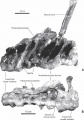 Pararhabdodon isonensis, sacrum en vues latérale gauche (A) et ventrale (B). D’après Prieto-Márquez et al., 2006.